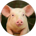 an Yu profile picture